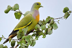 Orange-breasted green pigeon_sml